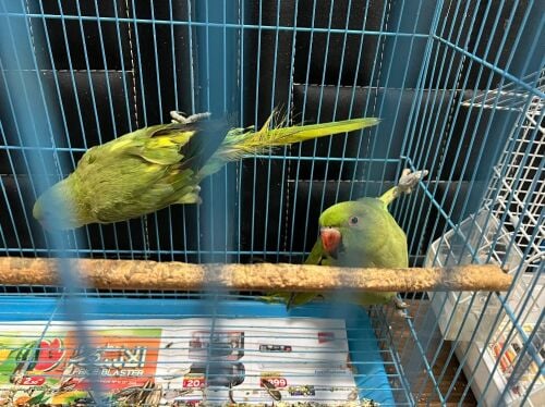 green parrots