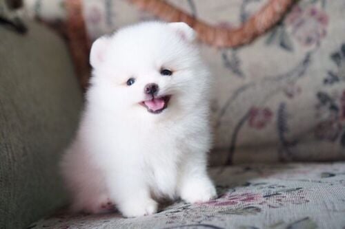Pomeranian puppies for sale