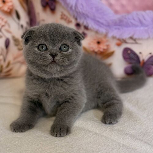 Scottish Fold kitten.