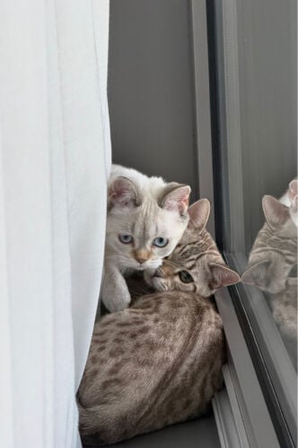Snow Lynx Bengal & White Scottish 