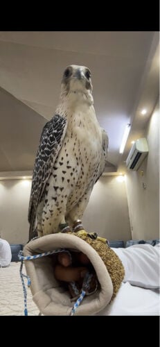 جير شاهين 