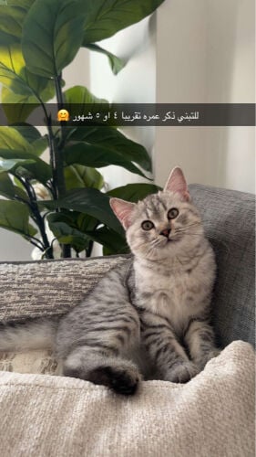تبني