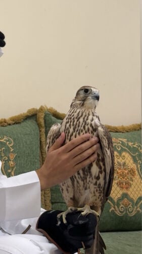 حر من حر من طيور بن خجيم
