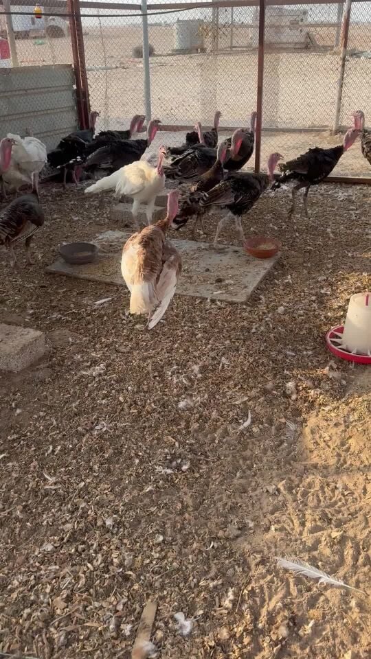 دجاج ودياكه رومي