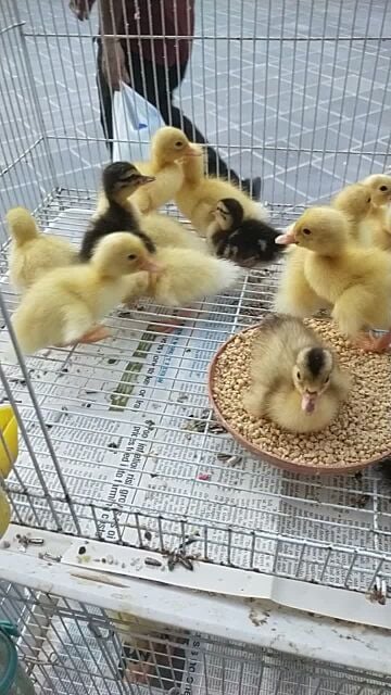 small duck