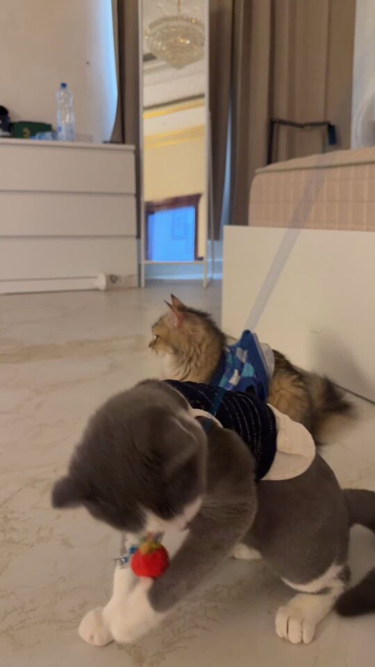 القطوه للتبني