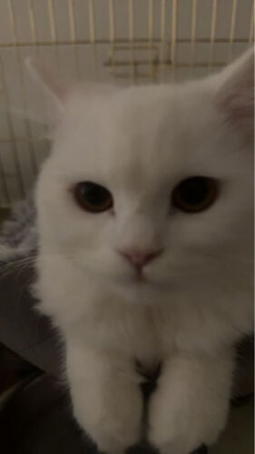 راء