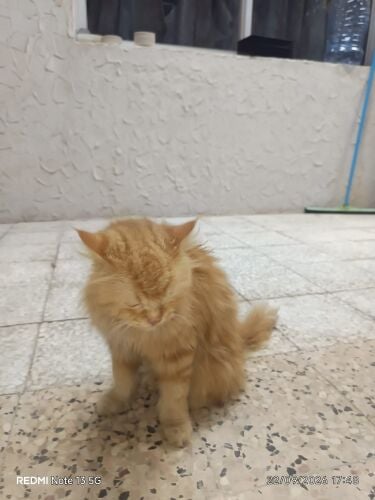 قط شيرازي للبيع لأعلى سعر