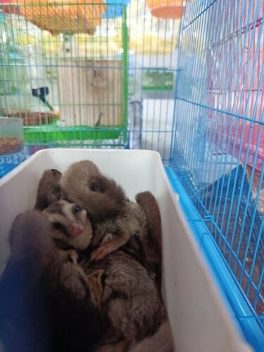 sugar glider normal
