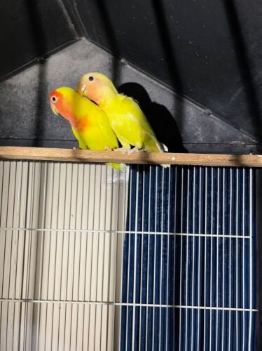 A male and a female Rosy with chick
