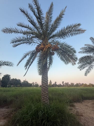 للبيع