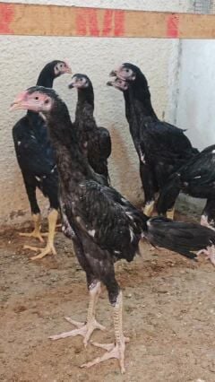 PURE O SHMO CHICKS