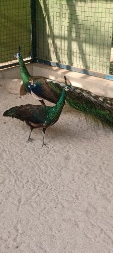 peacock Ema Raut