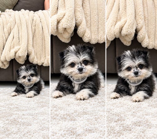 Teacup Pomeranian