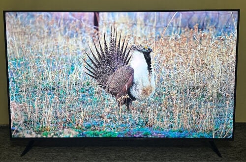 TCL 55 inches smart google tv 2025 