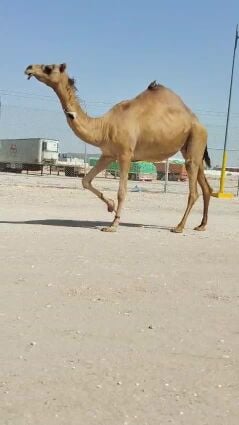 للبيع عمانية مدني
