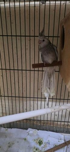 cocktail home breeding bird