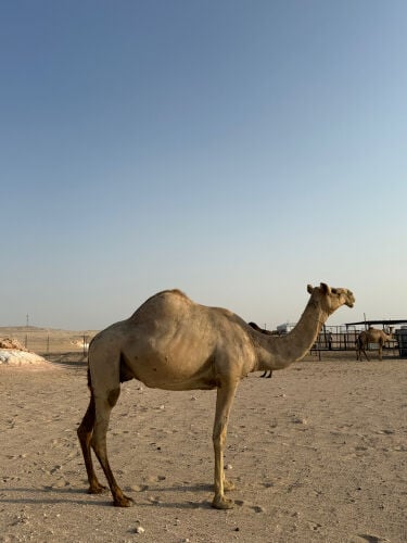  ناقه سودانيه عشرا طيبه 