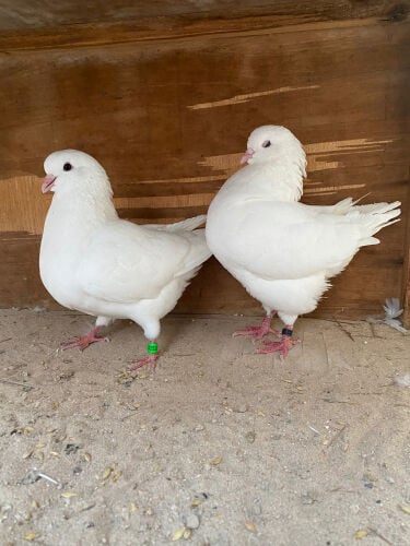جوز مدينه أبيض 