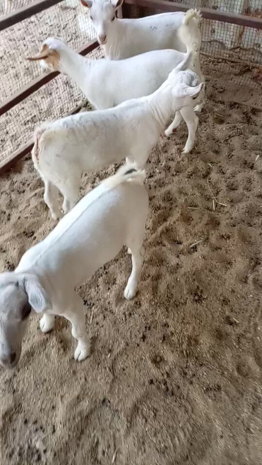 تيوس عماني طيبه