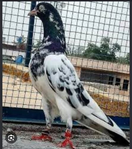 حمام باكستاني