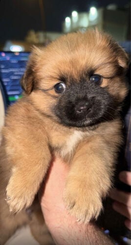 Puppy Dog For Sale