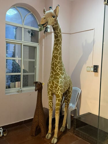 Giraffe