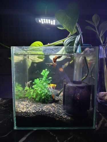 small aquarium