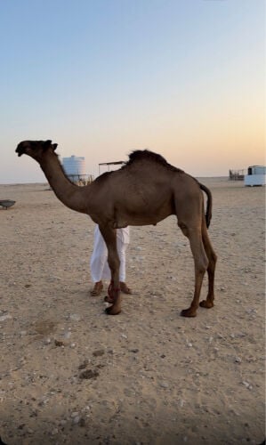 قعود طيب جدا 