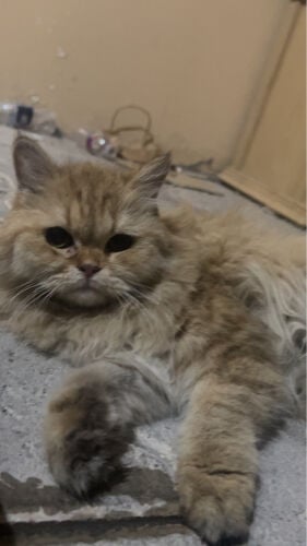 عبدالستار