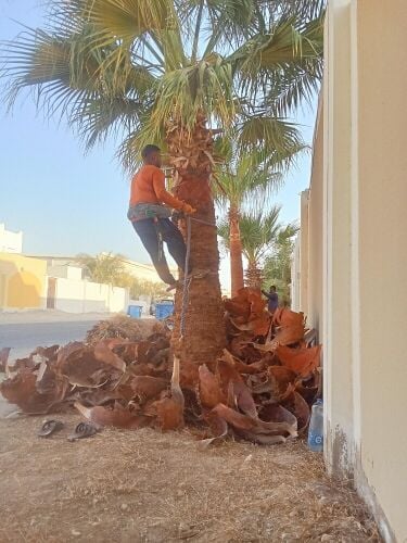 قطع كل الأشجار ونقل النخل وزراعته