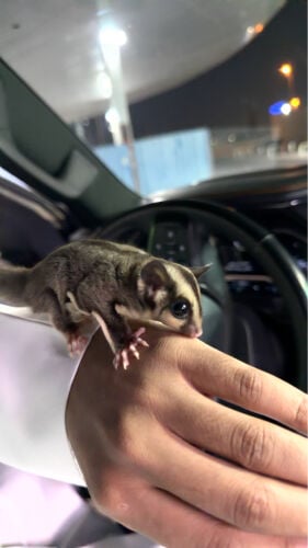 للبيع سكويشي