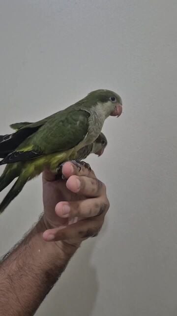 Olive Quaker chick