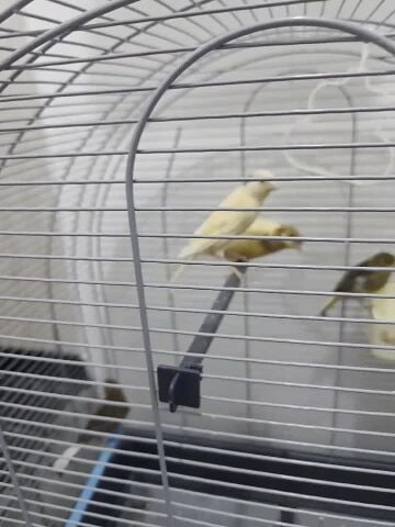 canaries chicks