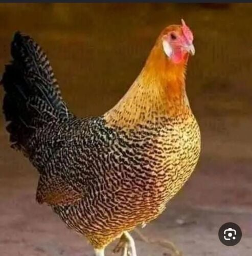 Fayoumi laying hens
