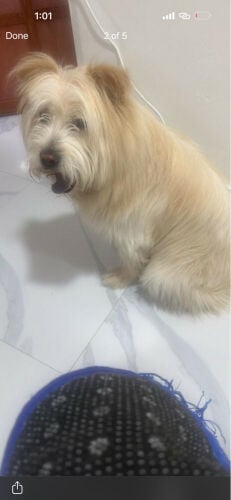 dogs for sale 50654545