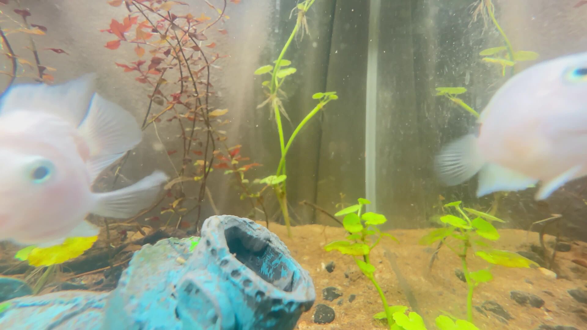 albino polar parrot fishes