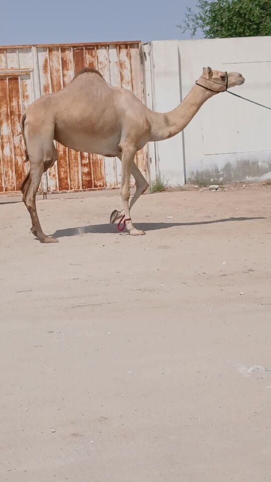 عشراء بكر