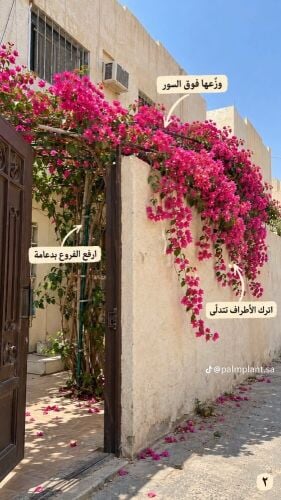 ورود زراعه وديكورات