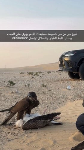 حر للبيع