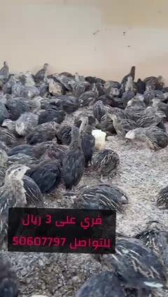 فري