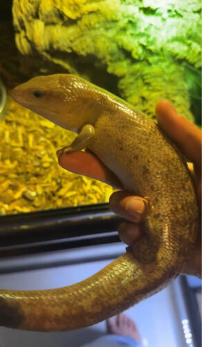 100% Het Ivory Blue Tongue Skink