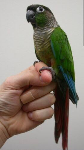Friendly bird