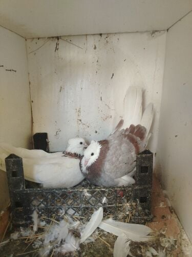 12 hyflyer pigeon for sale