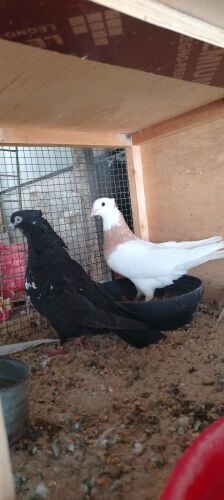 للبيع حمام مطوق منتج زوجين