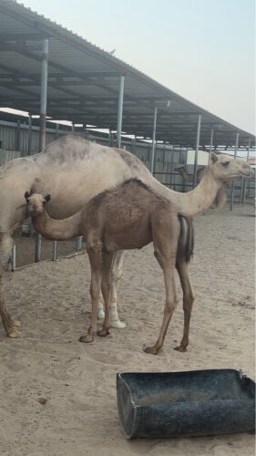حوار 