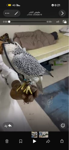 تبع جير