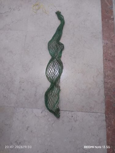 شبكة سالية