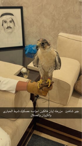 شرط الحبارى والصلال والكروان