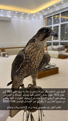 للبيع جير شاهين بكر 